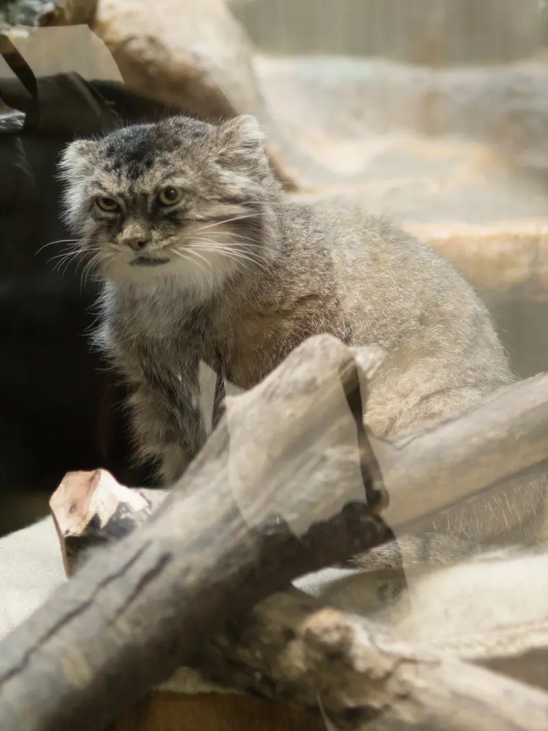 恩賜上野動物園のプリームラの写真