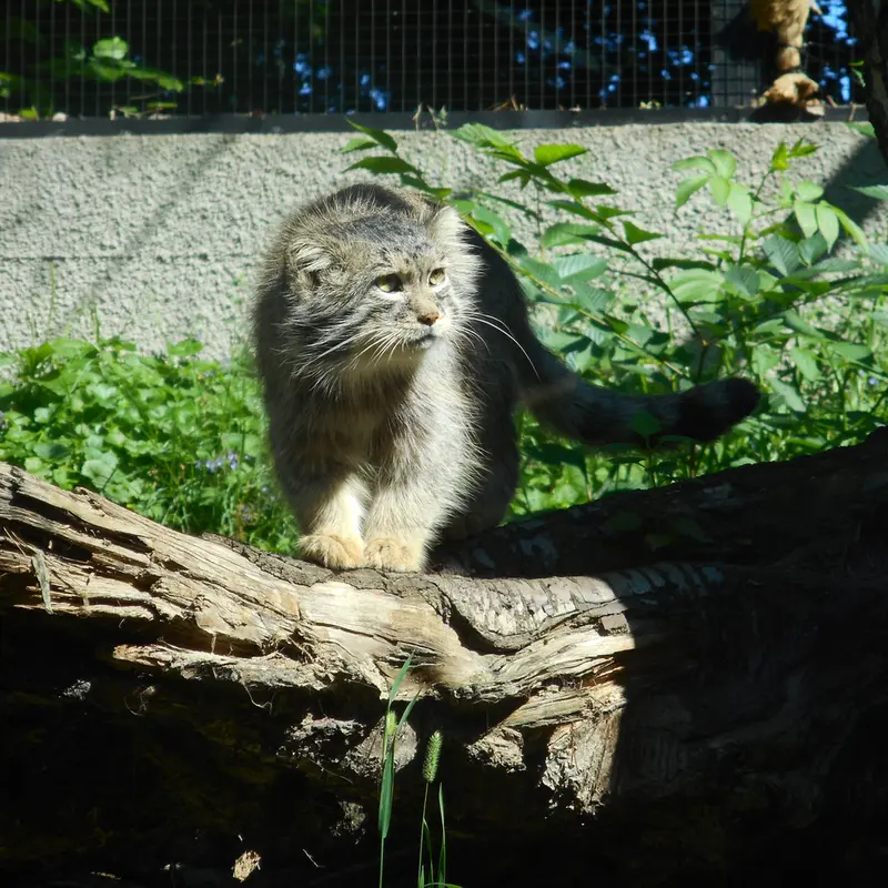 マヌルネコの写真