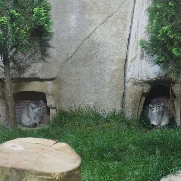 那須どうぶつ王国のボルとポリーの写真