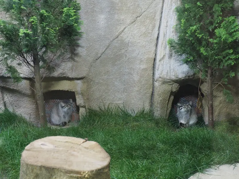 那須どうぶつ王国のボルとポリーの写真