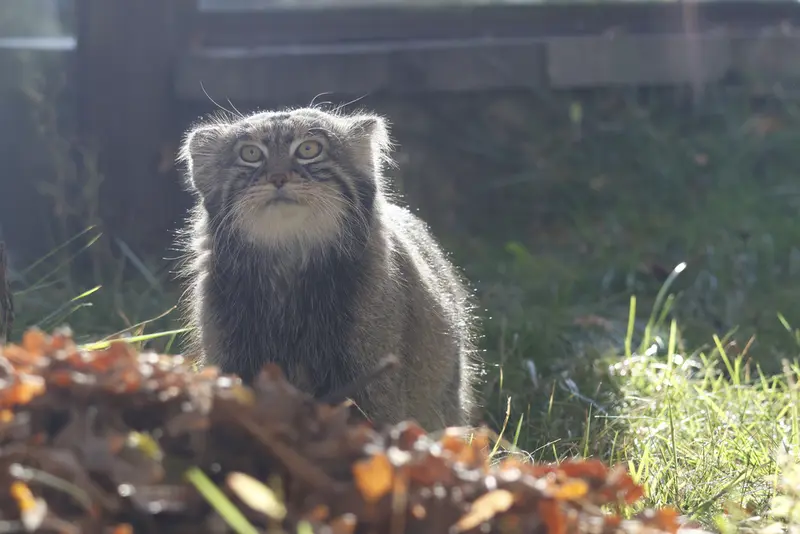 モスクワ動物園のティモフェイの写真