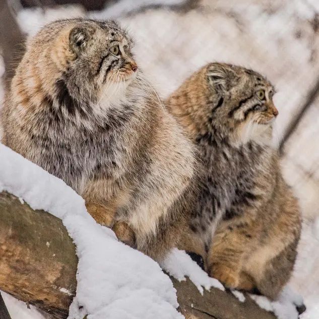 ノヴォシビルスク動物園のルフとエルフの写真