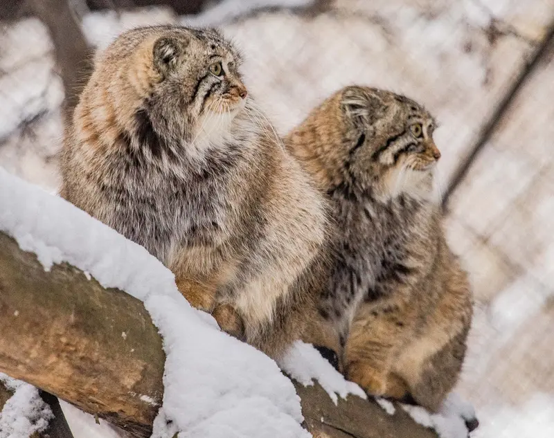 ノヴォシビルスク動物園のルフとエルフの写真