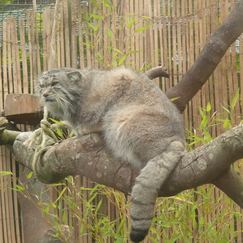 エディンバラ動物園のアキコの写真