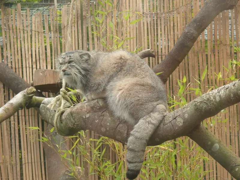 エディンバラ動物園のアキコの写真