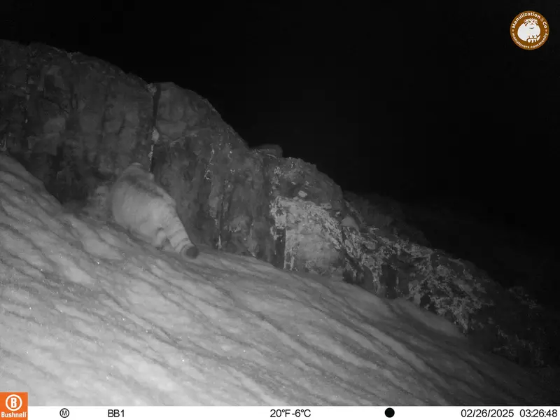 アクタス＝クンコラ［新］カメラトラップで撮影したOtocolobus manul manulの写真
