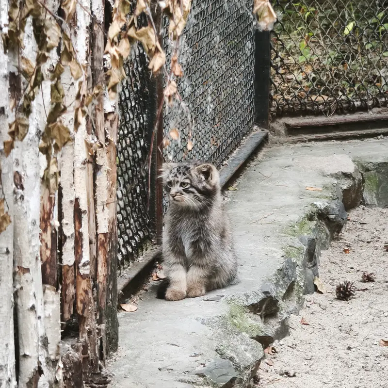 ノヴォシビルスク動物園のアデルの子ネコ b.2026 Ⅰの写真
