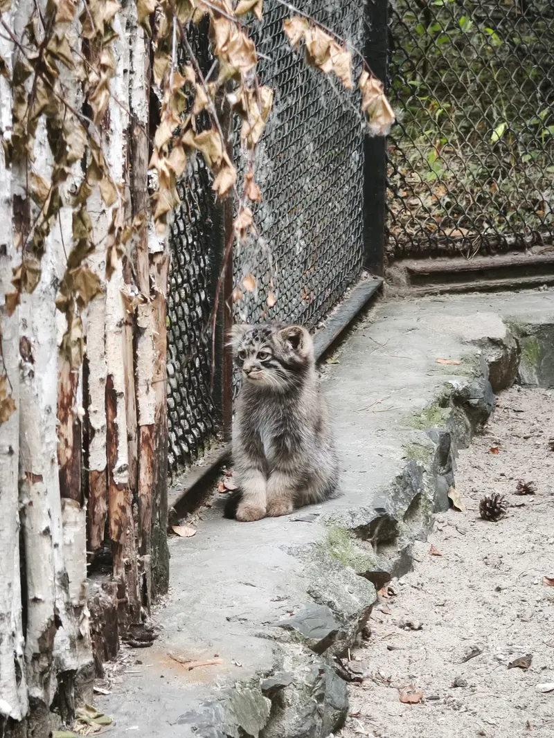 ノヴォシビルスク動物園のアデルの子ネコ b.2026 Ⅰの写真