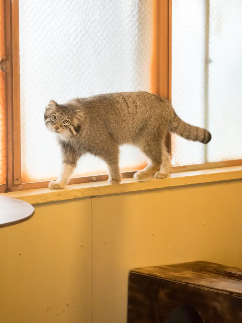 埼玉県こども動物自然公園のオトの写真
