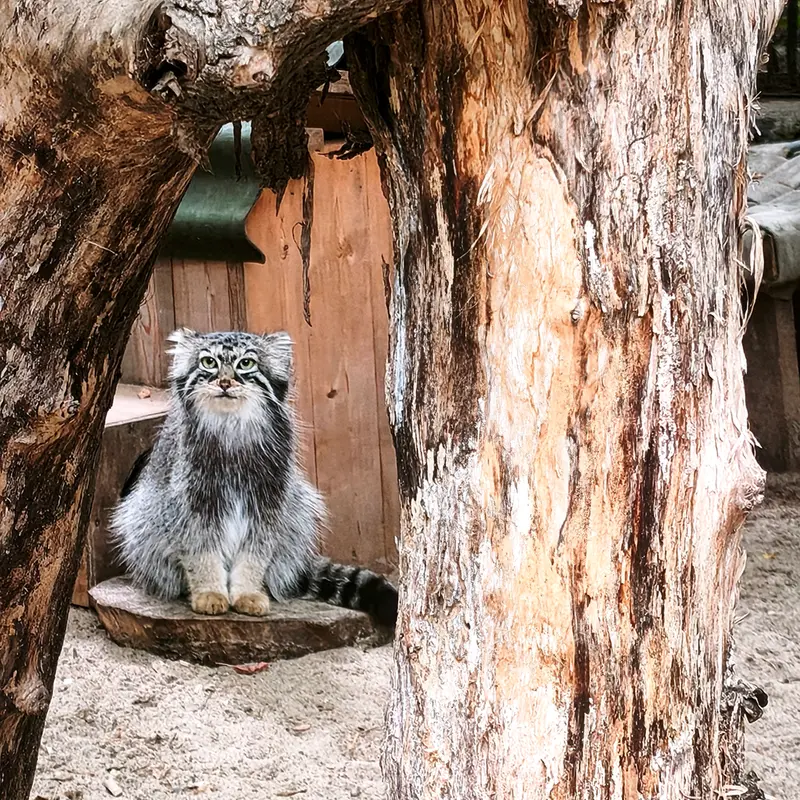 ノヴォシビルスク動物園のアーニャの写真