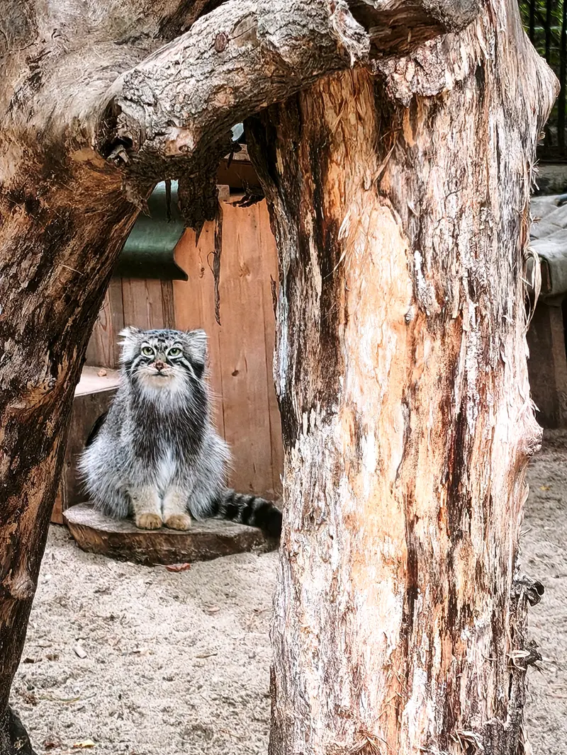 ノヴォシビルスク動物園のアーニャの写真