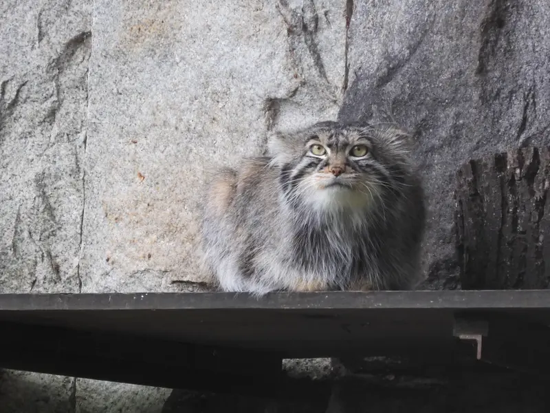 モスクワ動物園のティモフェイの写真
