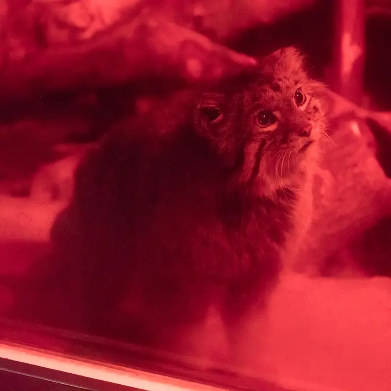 恩賜上野動物園のナイマの写真