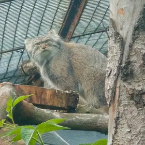 エディンバラ動物園のダッチェスの写真