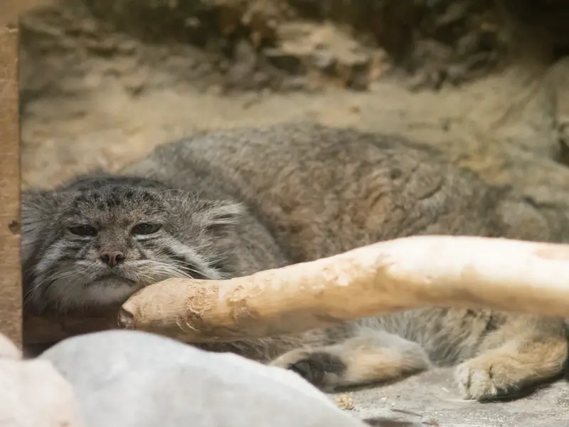 恩賜上野動物園のクリョンの写真