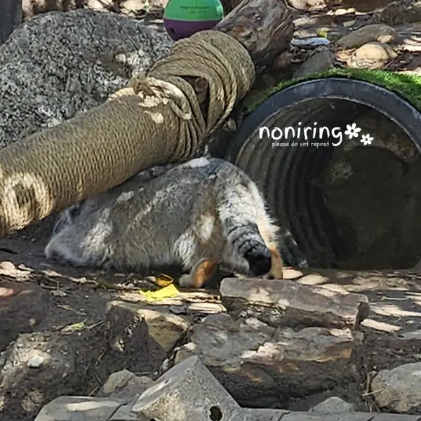 プエブロ動物園のオリーブの写真