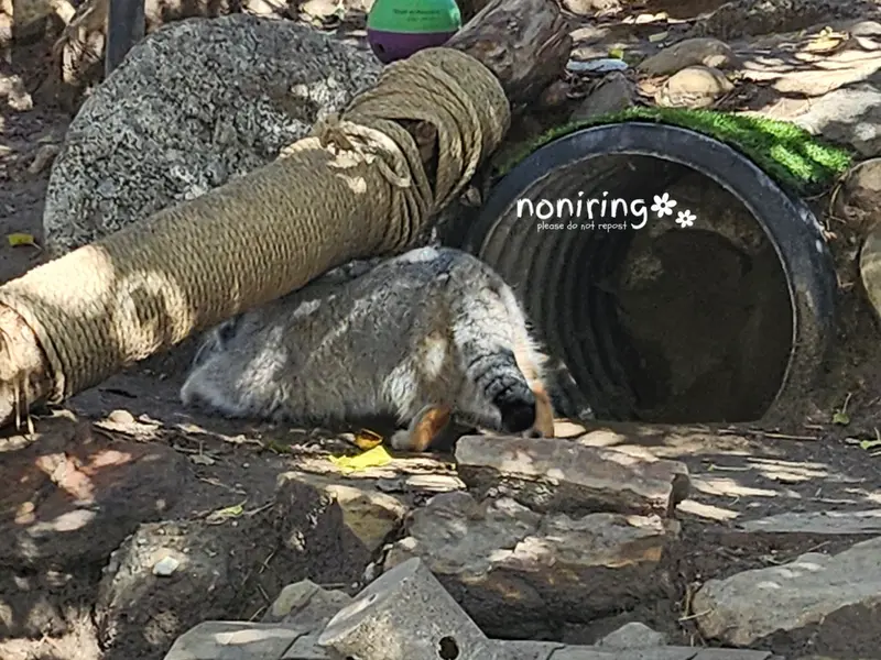 プエブロ動物園のオリーブの写真