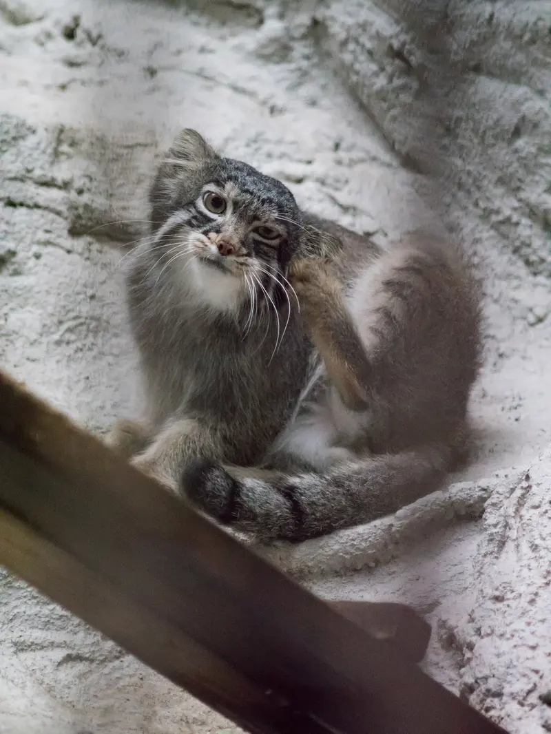 野毛山動物園のフィーガの写真