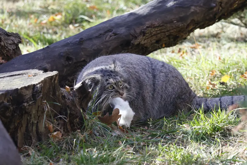 モスクワ動物園のティモフェイの写真