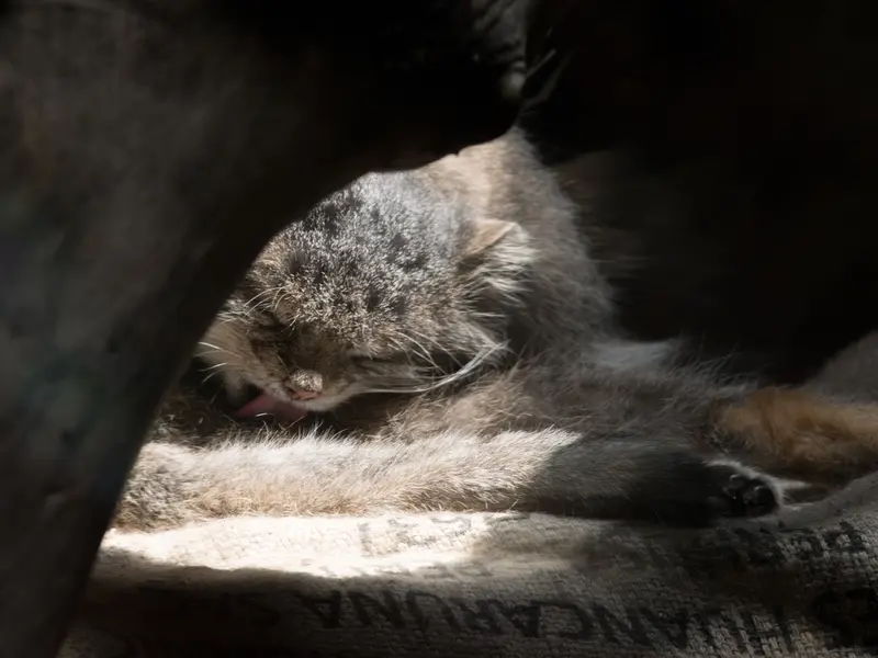恩賜上野動物園のクリョンの写真