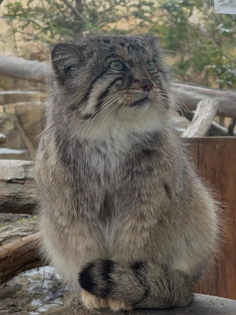 那須どうぶつ王国のボルの写真