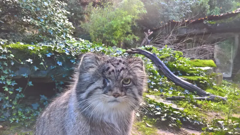 ロッテルダム動物園のパノエルの写真
