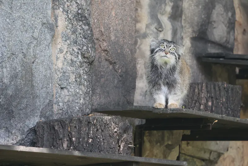 モスクワ動物園のティモフェイの写真