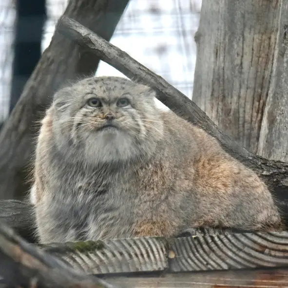 ザールブリュッケン動物園のカルプソの写真