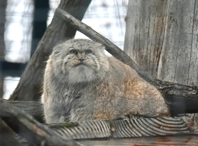 ザールブリュッケン動物園のカルプソの写真