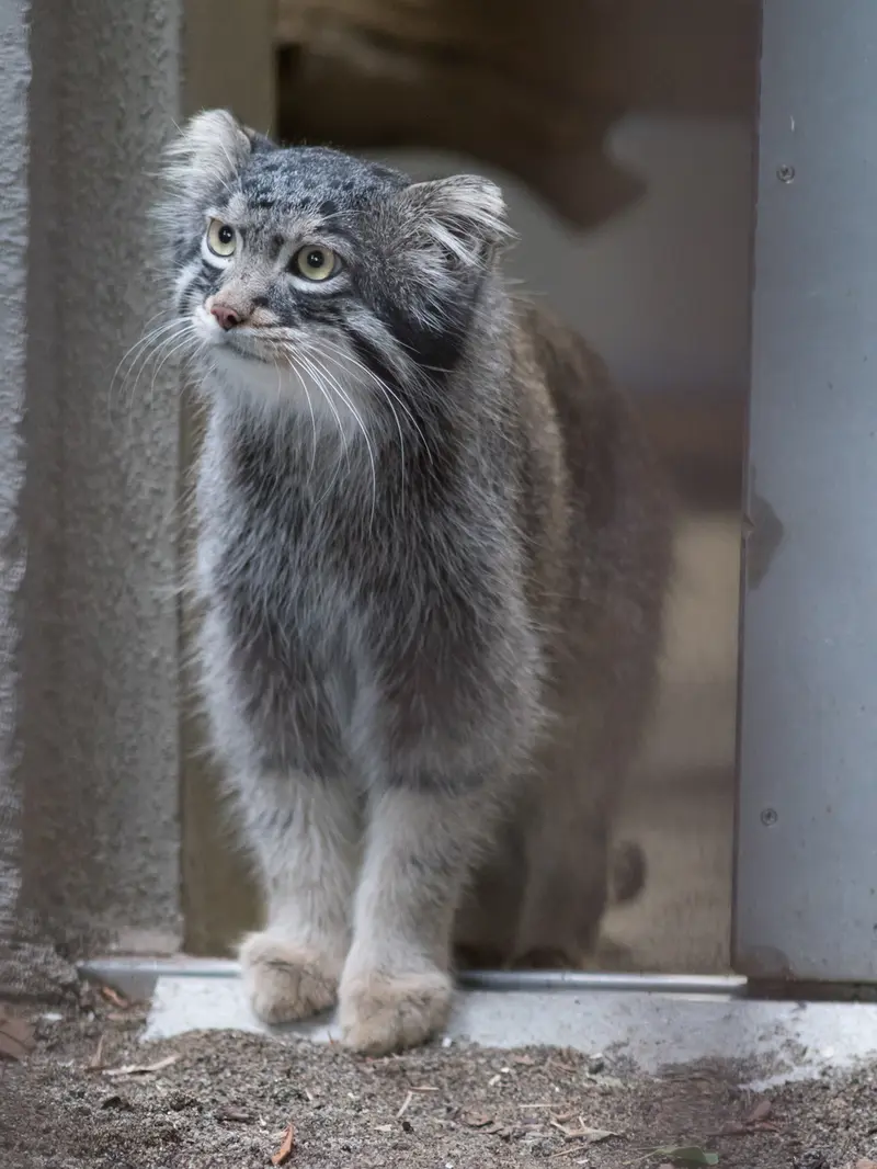野毛山動物園のフィーガの写真