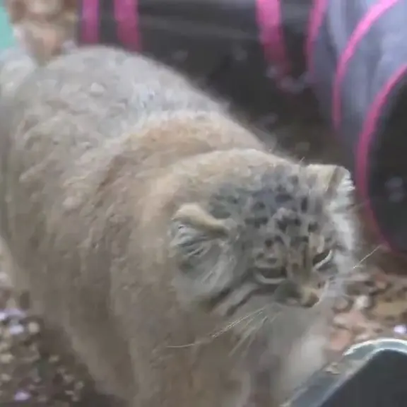 埼玉県こども動物自然公園のマヌルネコの写真