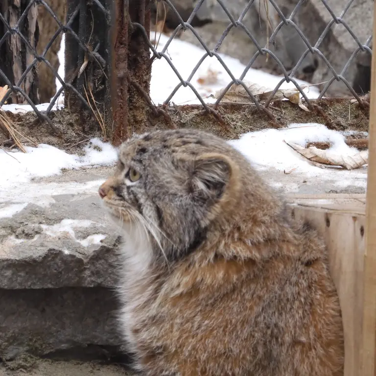 ノヴォシビルスク動物園のルフの写真