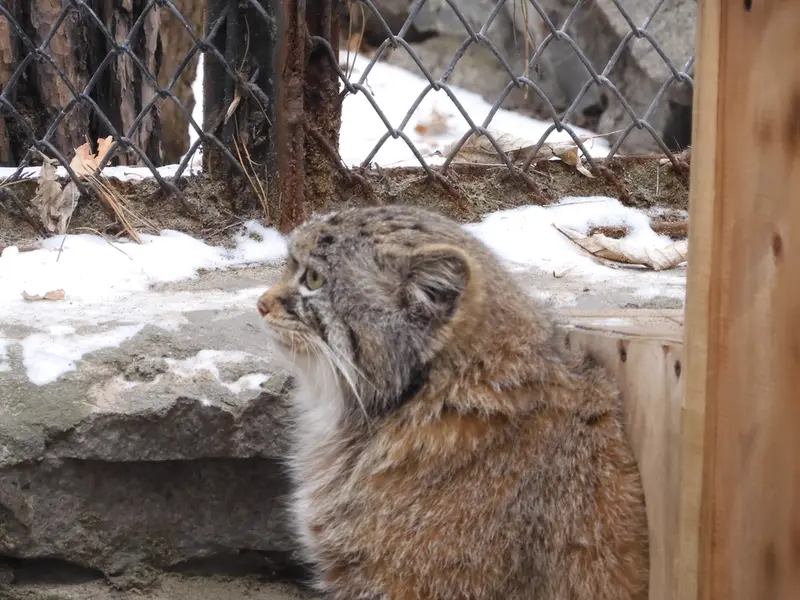 ノヴォシビルスク動物園のルフの写真