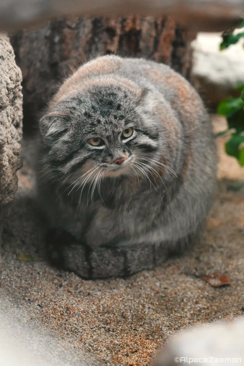 神戸どうぶつ王国のナルの写真