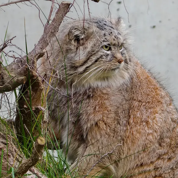 グダニスク動物園のマヌエルの写真