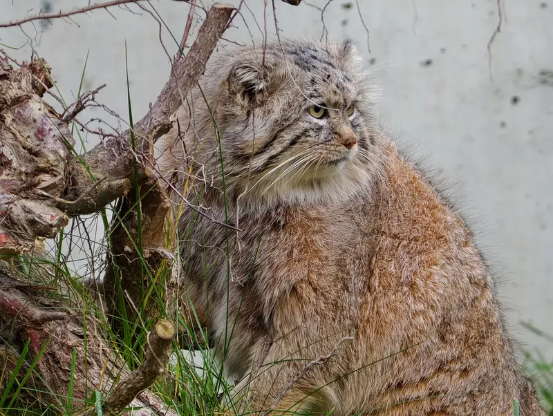 グダニスク動物園のマヌエルの写真