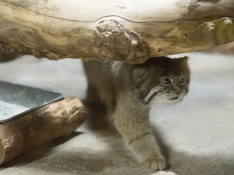 恩賜上野動物園のクリョンの写真