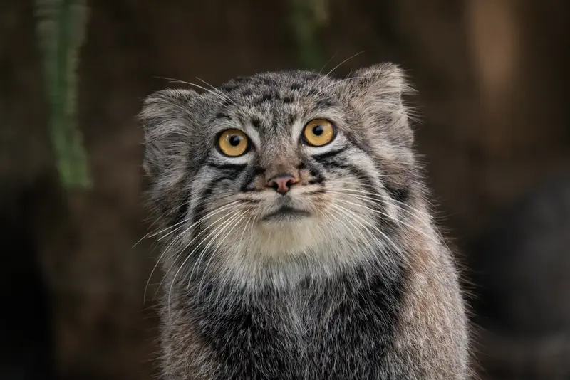 テルの写真