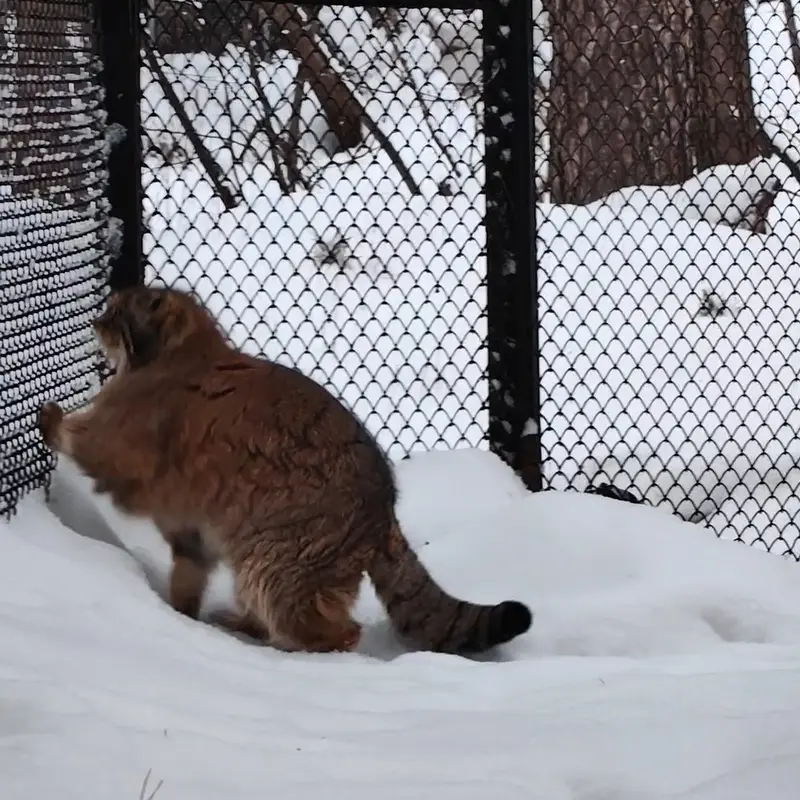ノヴォシビルスク動物園のマヌルネコの写真