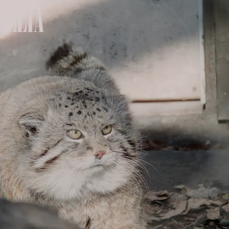 カルガリー動物園 / ワイルダー研究所のオラフの写真