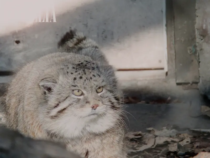 カルガリー動物園 / ワイルダー研究所のオラフの写真