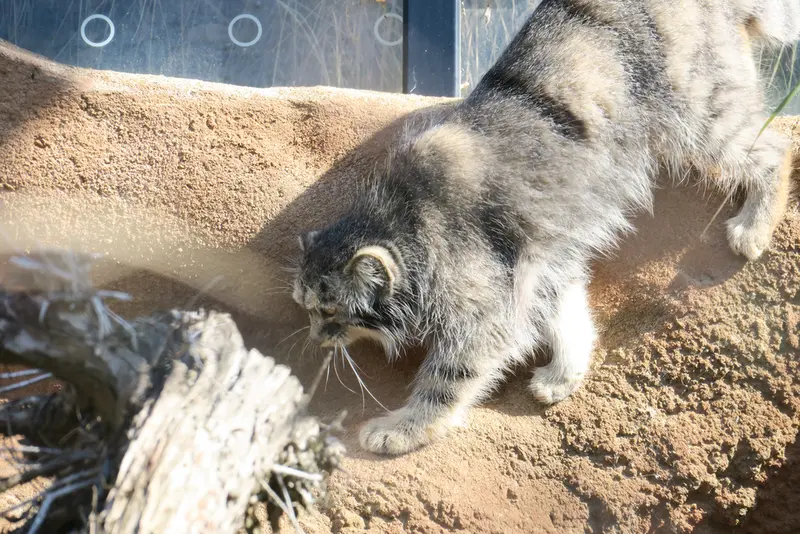 プラハ動物園のプリンセッサの写真