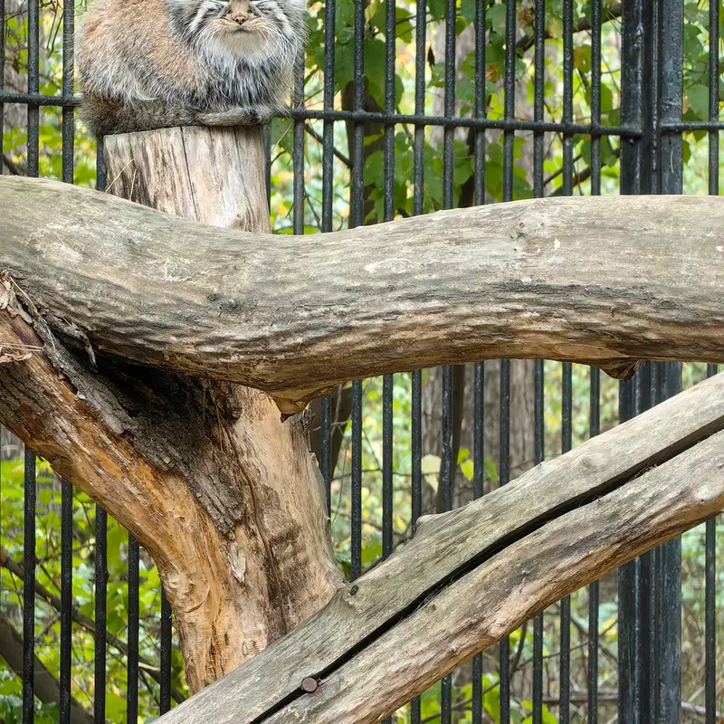 ノヴォシビルスク動物園のガビの写真