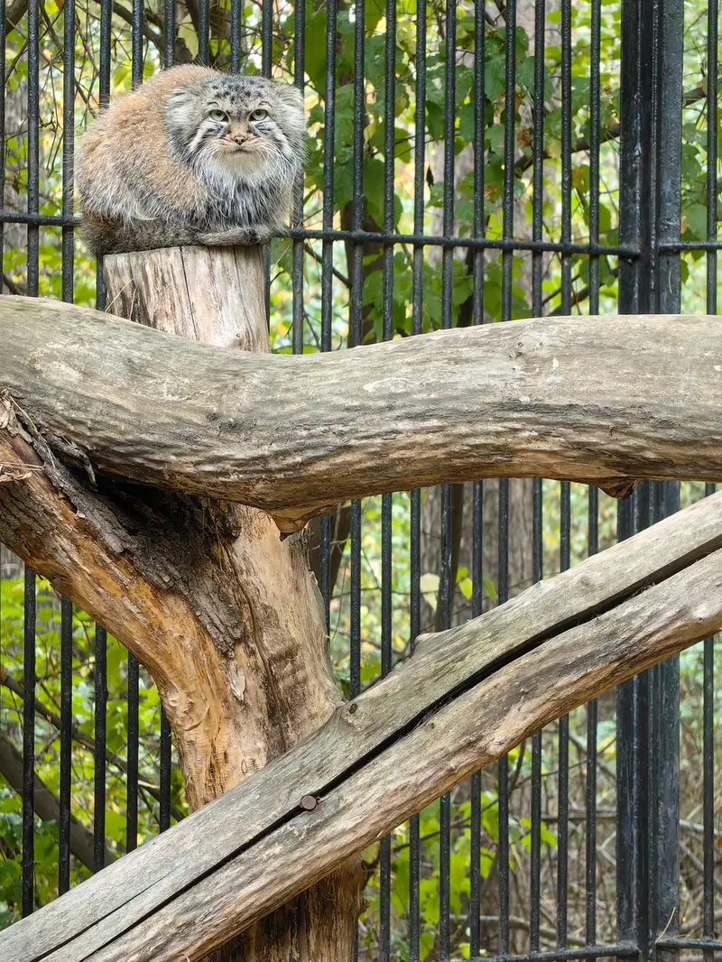 ノヴォシビルスク動物園のガビの写真