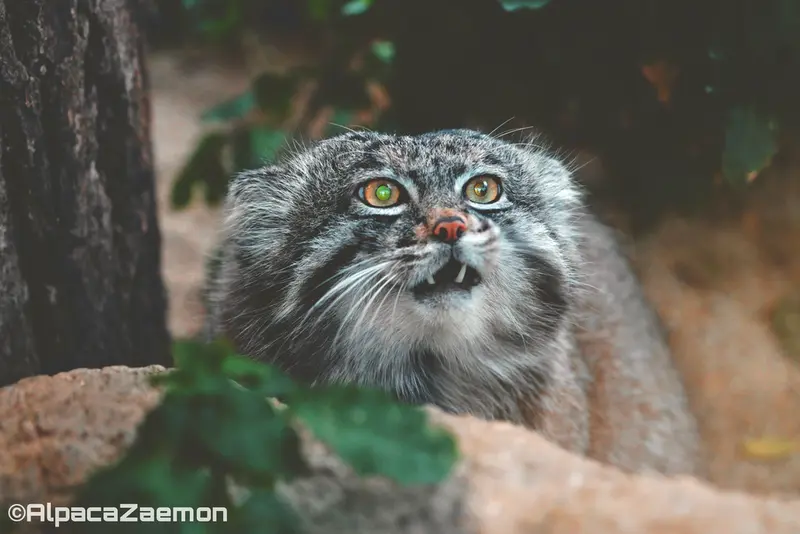 神戸どうぶつ王国のナルの写真