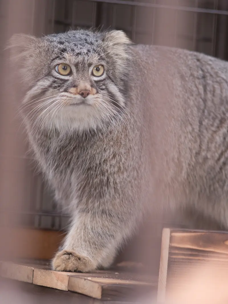 野毛山動物園のフィーガの写真