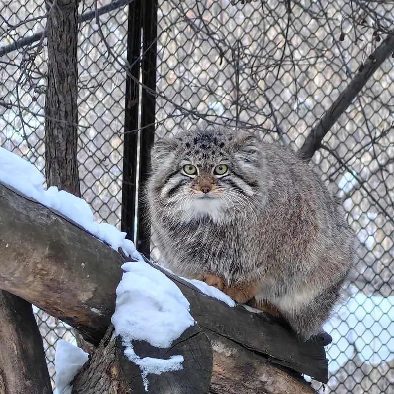 ノヴォシビルスク動物園のエルフの写真