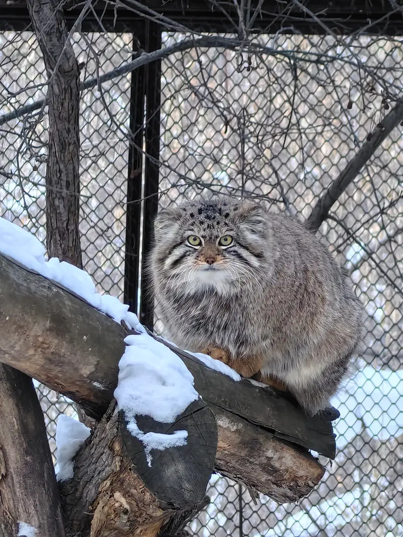 ノヴォシビルスク動物園のエルフの写真