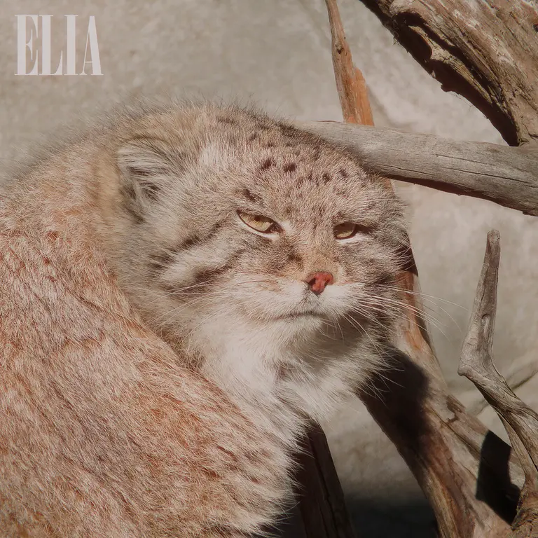 カルガリー動物園 / ワイルダー研究所のオラフの写真