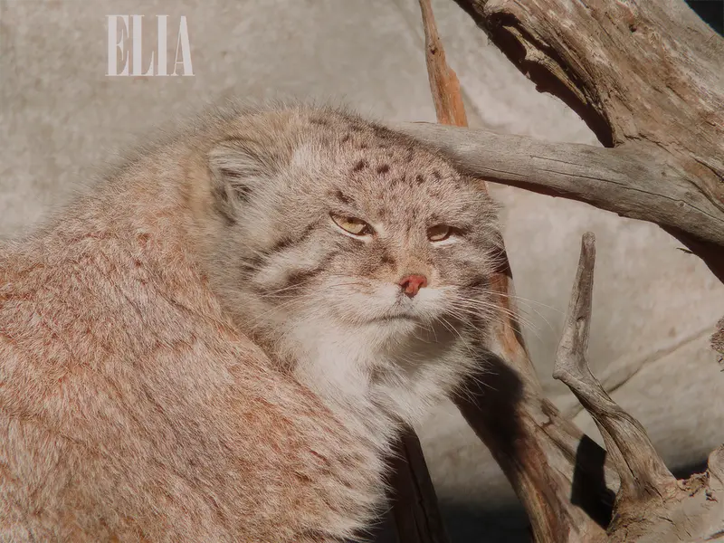カルガリー動物園 / ワイルダー研究所のオラフの写真